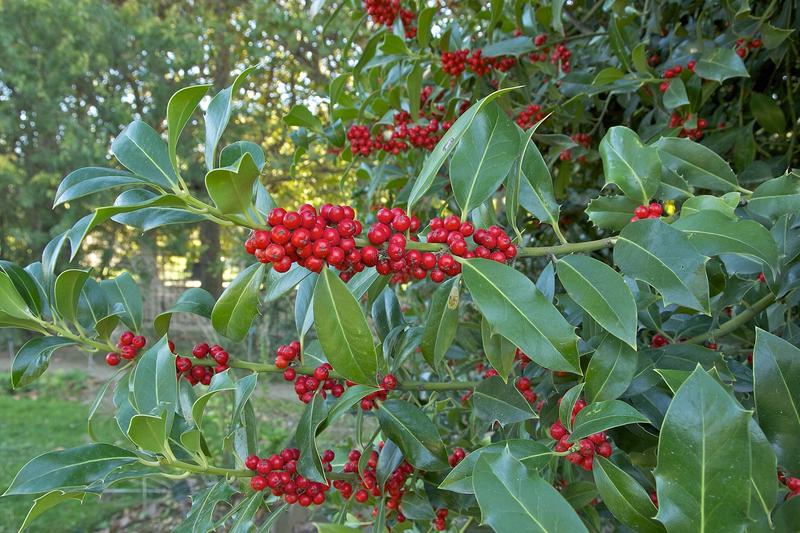 Holly is a native British evergreen shrub or small tree renowned for its glossy, spiny dark green leaves and bright red berries