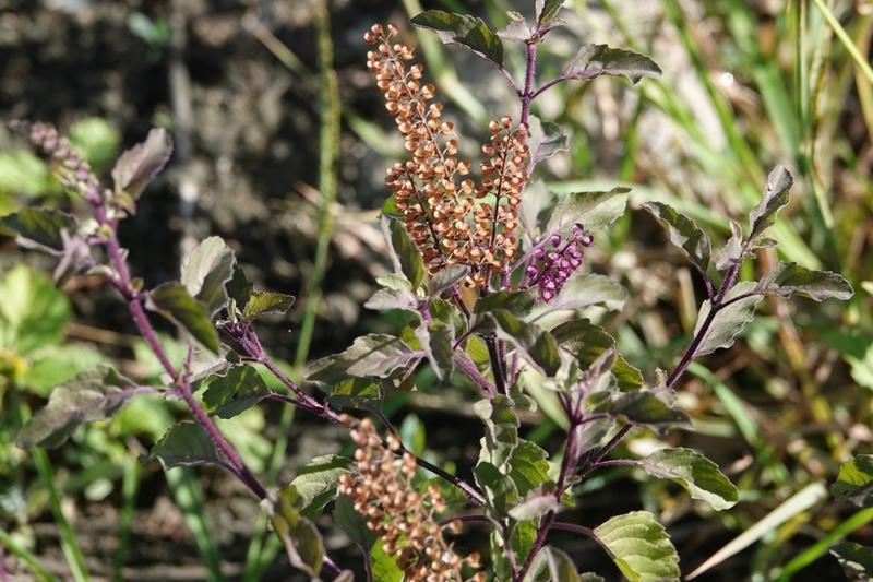 Holy basil, also known as tulsi, is a tender aromatic herb native to the Indian subcontinent with purple-tinged stems and fragrant, slightly serrated
