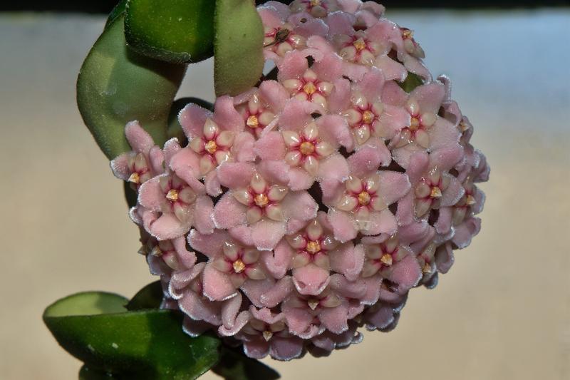 Hoya carnosa is a popular trailing houseplant native to Eastern Asia and Australia, prized for its thick, waxy leaves and clusters of fragrant