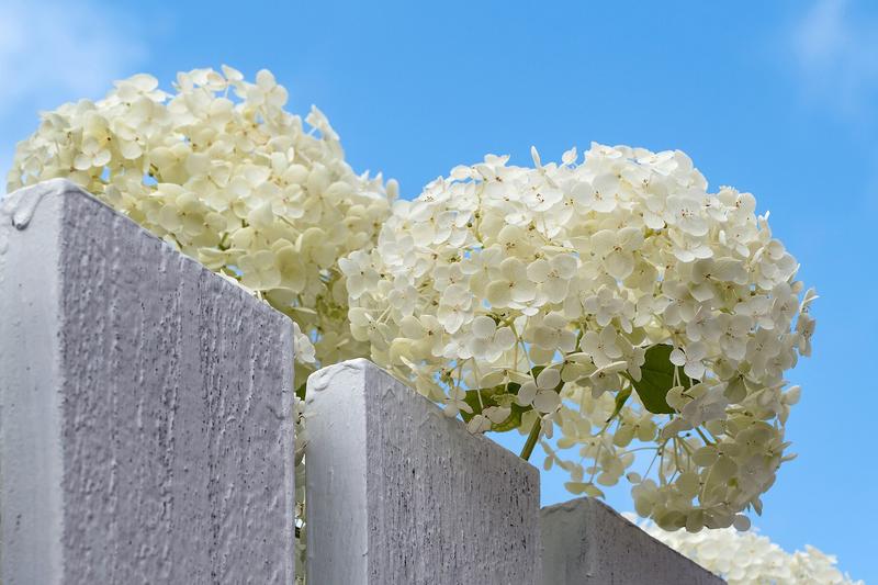Hydrangea arborescens is a deciduous shrub native to eastern North America, prized for its large, rounded white flower heads that appear from June