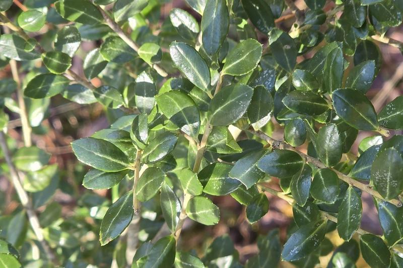 Japanese Holly is a compact evergreen shrub native to Japan and East Asia, prized for its small, glossy dark green leaves and dense growth habit
