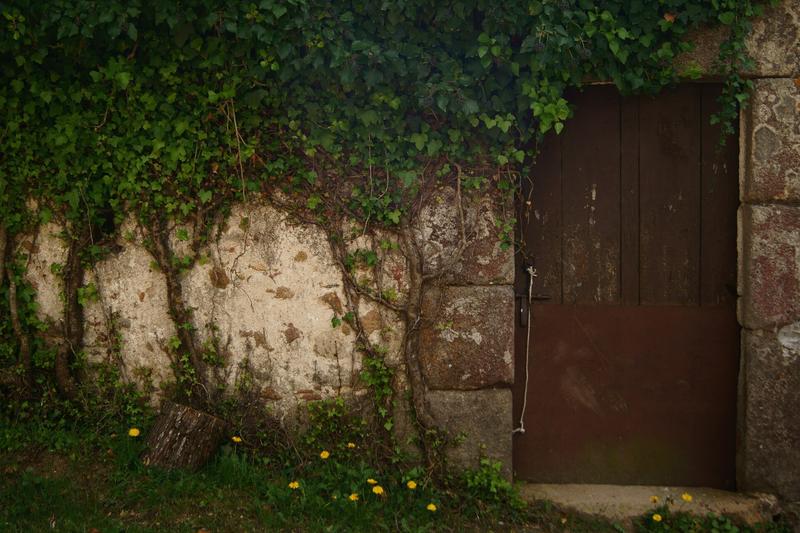 Ivy is a vigorous, evergreen climbing plant native to Europe and western Asia, prized for its glossy, lobed leaves and ability to clothe walls