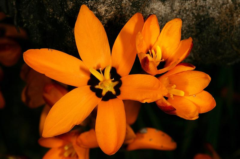 Ixia is a striking South African cormous perennial producing wiry stems topped with star-shaped flowers in vibrant shades of pink, red, orange