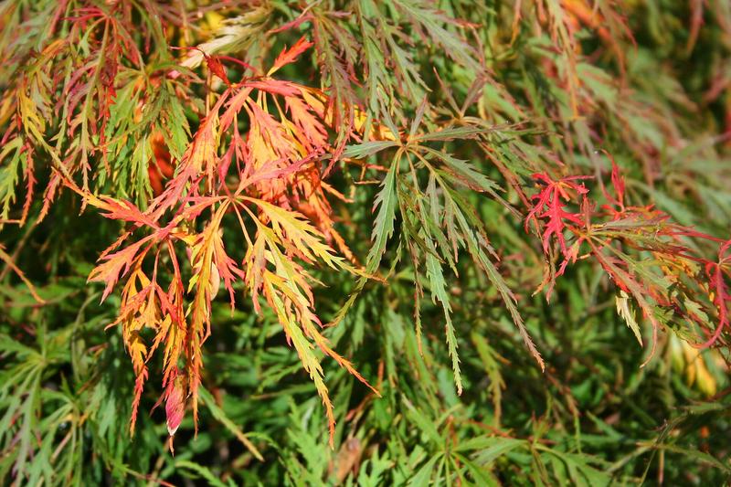 Japanese Maple is a graceful deciduous tree prized for its delicate, palmate leaves and stunning autumn colour, ranging from fiery reds to golden