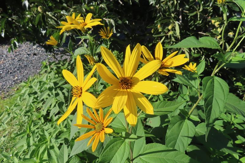 Jerusalem Artichoke (Helianthus tuberosus): Native to North America, this tall plant produces cheerful yellow flowers in late summer and can reach