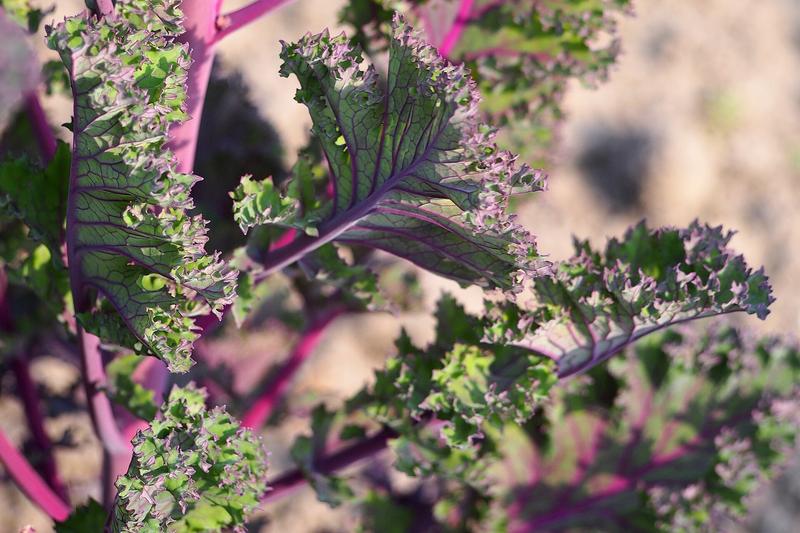 Kale (Brassica oleracea var. sabellica): With deeply curled or flat leaves in shades of green, purple, or black, this versatile crop has been