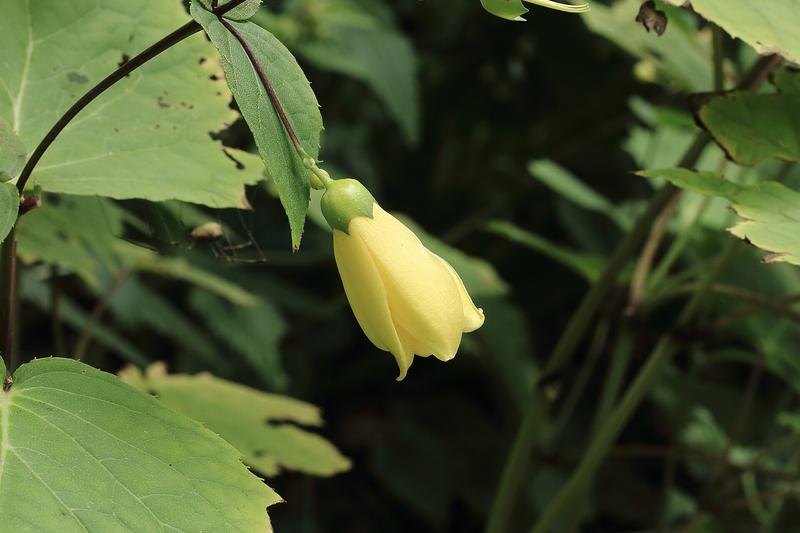 Kirengeshoma is an elegant woodland perennial native to Japan and Korea, prized for its architectural maple-like foliage and nodding pale yellow