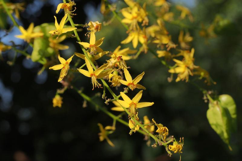 Golden Rain Tree (Koelreuteria paniculata): The Golden Rain Tree is a deciduous ornamental tree native to China and Korea, prized for its spectacular