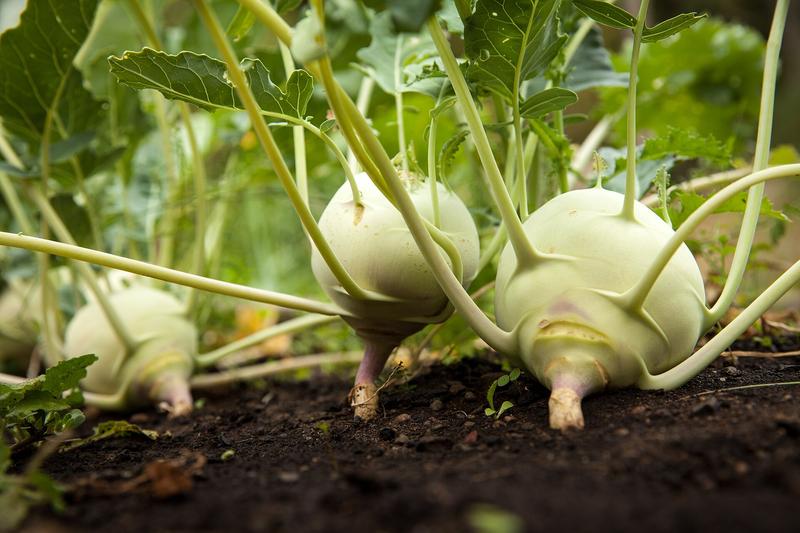 Kohlrabi is an unusual brassica vegetable forming a swollen, globe-shaped stem above ground, available in pale green or purple varieties