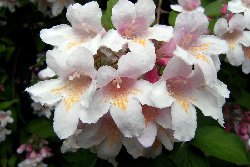 Beauty Bush is a deciduous flowering shrub native to China, prized for its profuse display of bell-shaped pink flowers in late spring and early summer