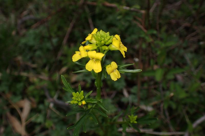 Land cress is a hardy, fast-growing leafy vegetable with dark green, glossy leaves that resemble watercress in both appearance and peppery flavour