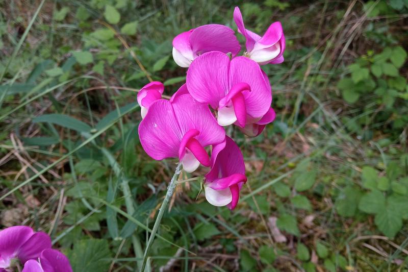 Everlasting Sweet Pea is a vigorous herbaceous perennial climber native to Europe, producing masses of magenta-pink, white, or bicoloured pea-like