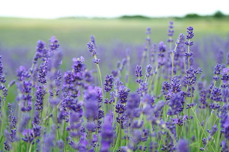 Lavender is one of the most loved garden plants in the UK, prized for its aromatic silver-grey foliage and spikes of fragrant purple-blue flowers
