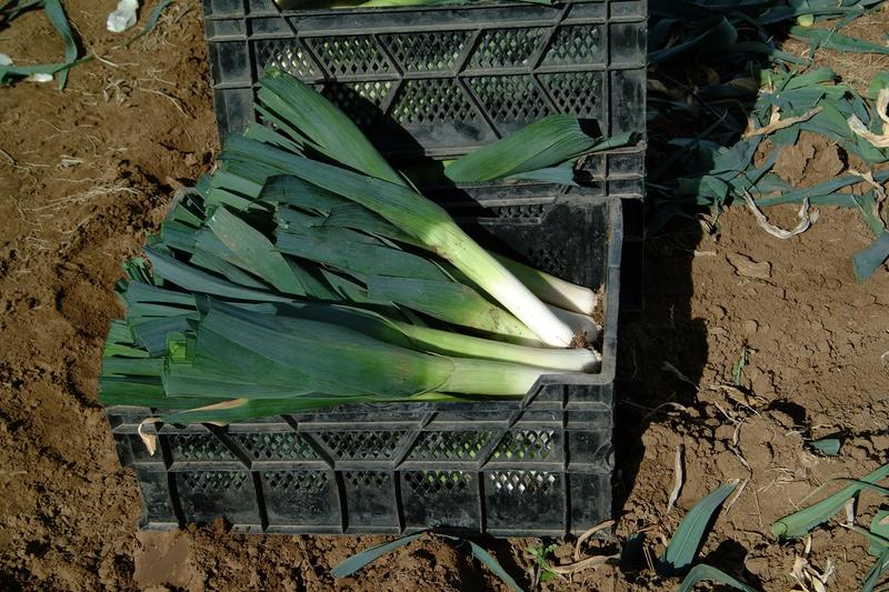 Leek is a hardy biennial vegetable grown as an annual for its long, white cylindrical stem and mild onion flavour