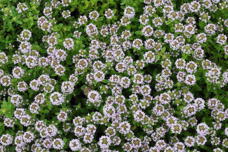Lemon Thyme is a compact, evergreen perennial herb prized for its fragrant, lemon-scented foliage and delicate pale pink to lilac flowers