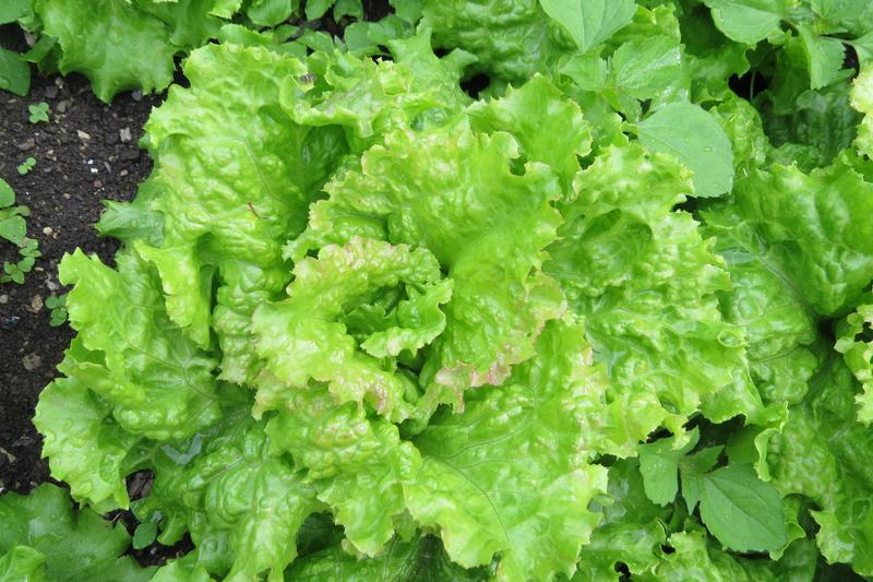 Lettuce is a fast-growing, leafy annual vegetable cultivated for its crisp, tender leaves that form loose or tight heads depending on variety