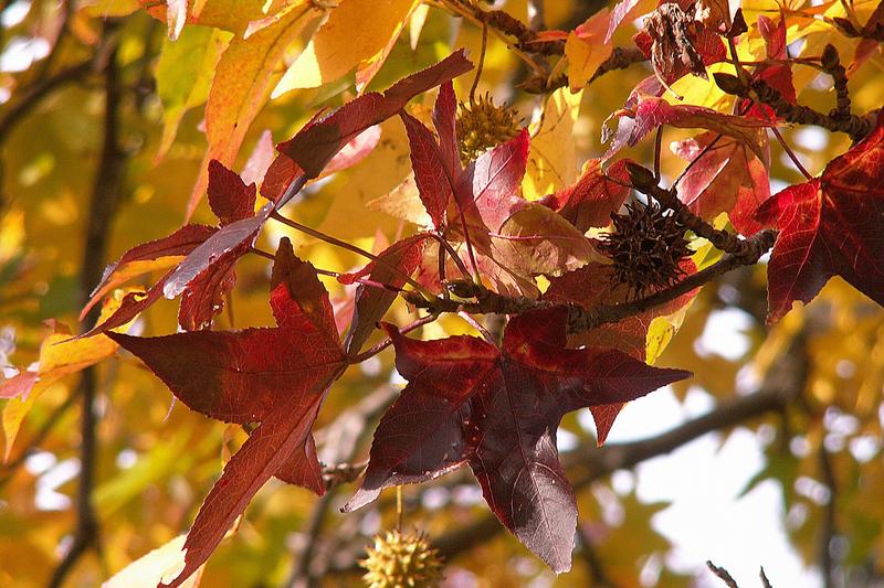 Sweet Gum (Liquidambar styraciflua): The distinctive star-shaped leaves turn brilliant shades of purple, red, orange, and yellow from October