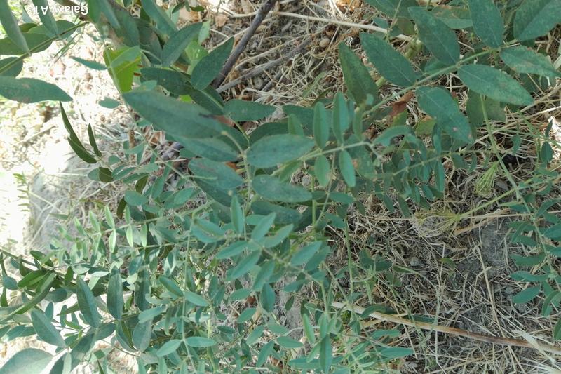 Liquorice (Glycyrrhiza glabra): The plant produces attractive pinnate leaves and spikes of pale blue to violet pea-like flowers in summer, reaching