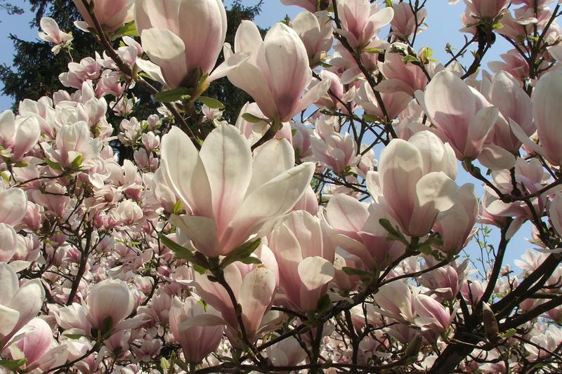 Magnolia × soulangeana is a deciduous tree celebrated for its spectacular goblet-shaped flowers in shades of pink, purple, and white that appear on