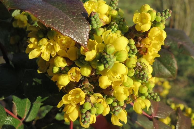Mahonia (Mahonia aquifolium): The flowers are followed by ornamental blue-black berries in summer, and the glossy leaves often develop attractive