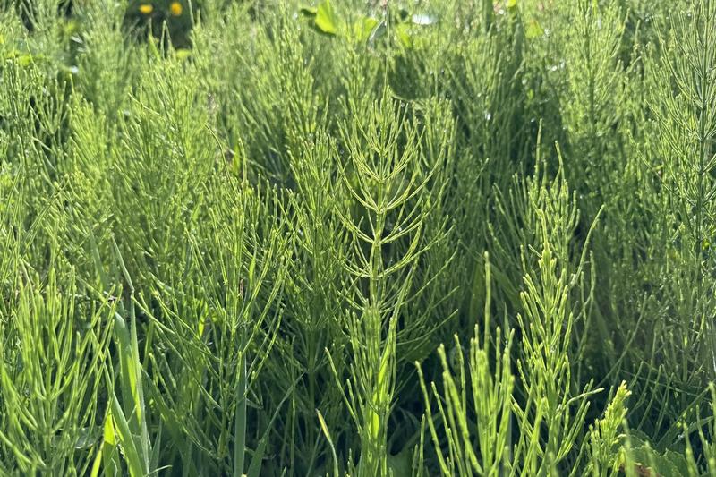 Mare's Tail (Equisetum arvense) growing in a natural setting