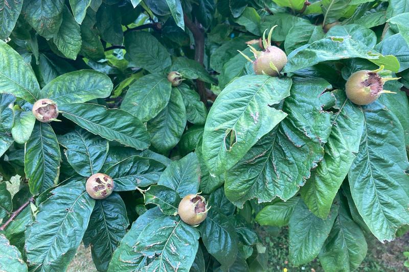 Medlar (Mespilus germanica): UK gardeners value medlars for their ornamental qualities—beautiful white or pink-tinged spring blossom, attractive