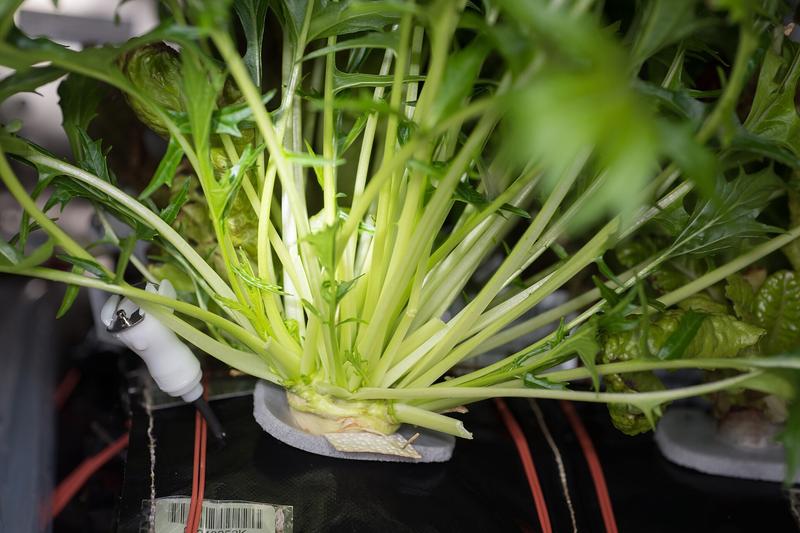 Mizuna is a fast-growing Japanese salad leaf with distinctive feathery, serrated leaves and a mild, peppery flavour