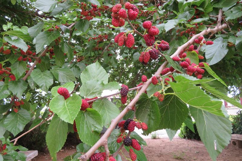 Mulberry (Morus nigra): The black mulberry is a handsome, slow-growing deciduous tree prized for its delicious dark purple fruits and attractive