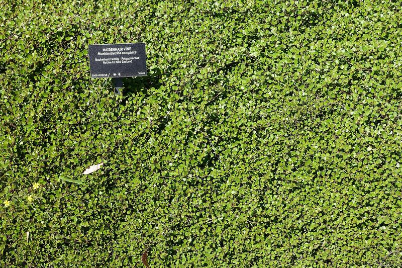 Muehlenbeckia (Muehlenbeckia complexa): The plant produces small, inconspicuous greenish-white flowers in summer, occasionally followed by white