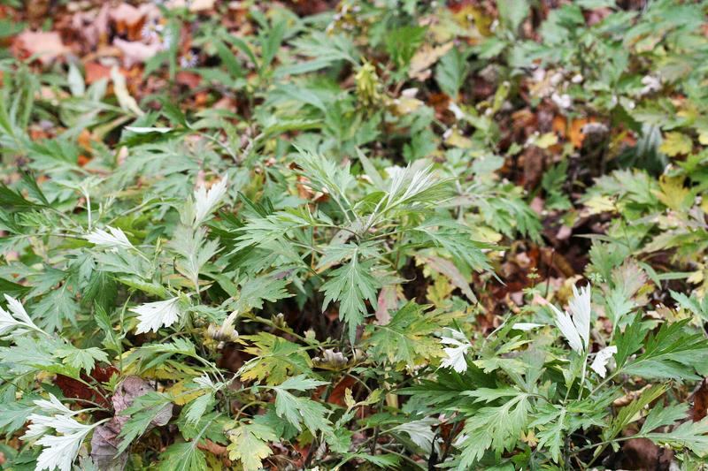 Mugwort (Artemisia vulgaris): Growing 90–180 cm tall, it produces inconspicuous reddish-brown flower spikes in late summer and has a distinctive