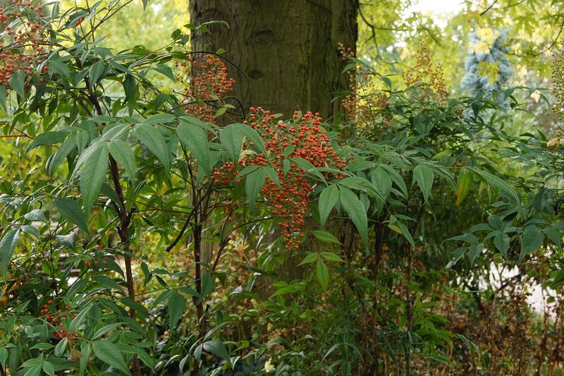 Heavenly Bamboo (Nandina domestica): Its white summer flowers are followed by clusters of bright red berries that persist through winter, providing