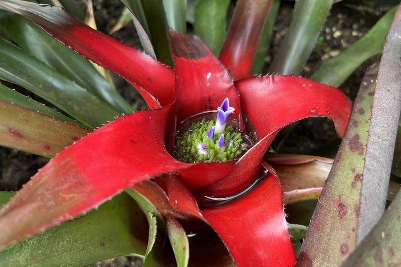 Neoregelia is a striking Brazilian bromeliad prized for its rosette of glossy, strap-like leaves that flush brilliant red or pink at the centre when