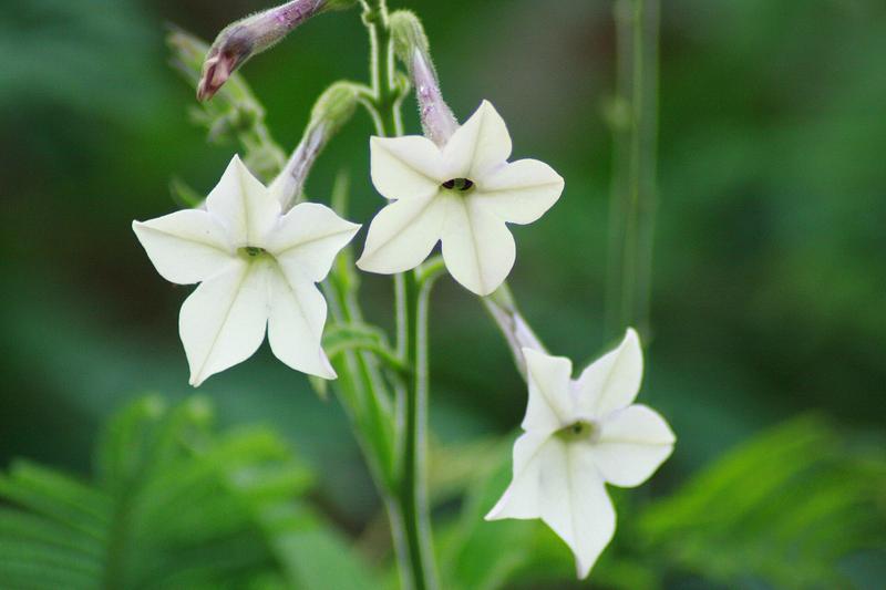 Nicotiana (Nicotiana alata): Native to South America, this member of the tobacco family produces blooms in white, pink, red, lime-green and purple