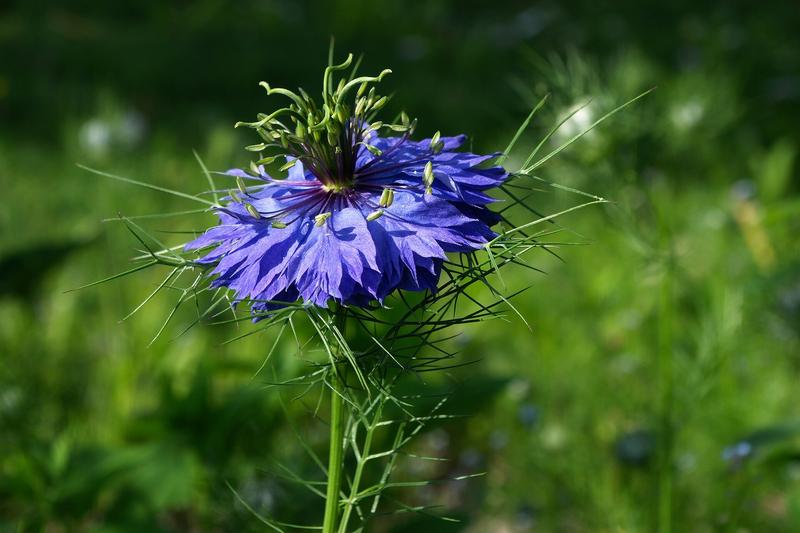 Nigella is a charming hardy annual native to southern Europe and North Africa, beloved in British cottage gardens for its delicate sky-blue flowers