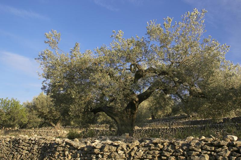 Olive (Olea europaea): The olive is an evergreen Mediterranean tree prized for its silvery-grey foliage, gnarled trunk, and potential to produce