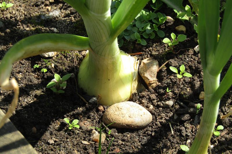 Onions are essential bulbous vegetables forming layered, papery-skinned bulbs in shades of white, yellow, or red