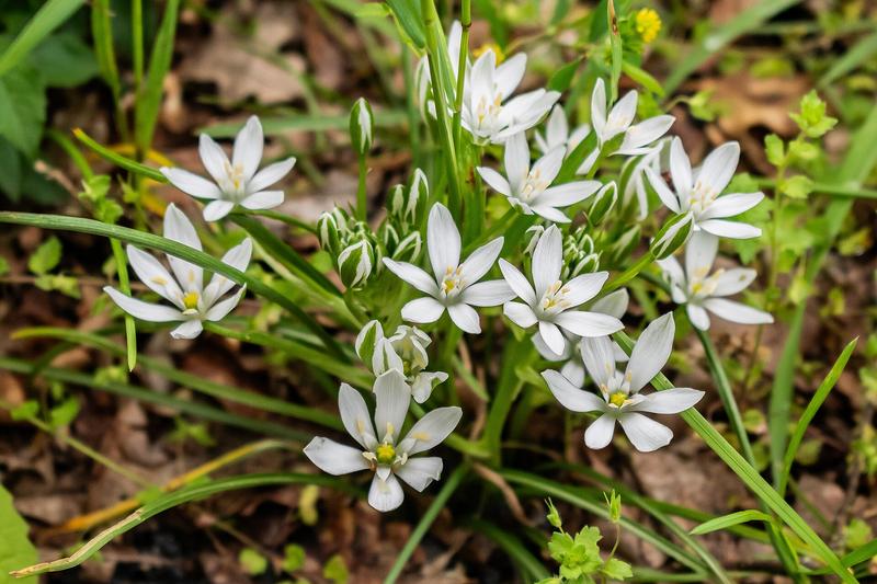 Star of Bethlehem is a spring-flowering bulb native to Europe and the Mediterranean, producing clusters of pristine white, star-shaped flowers with