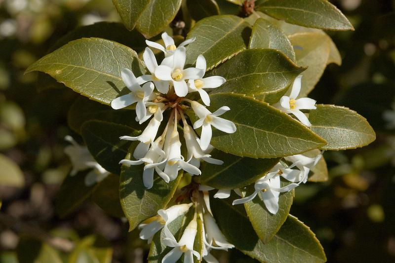 Osmanthus × burkwoodii is a compact evergreen shrub prized for its intensely fragrant white flowers that appear in spring
