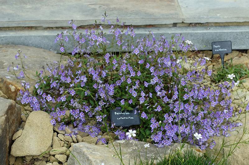 Parahebe (Parahebe catarractae): Growing to around 30cm tall with a spreading habit, it forms neat mounds of small, glossy green leaves that provide