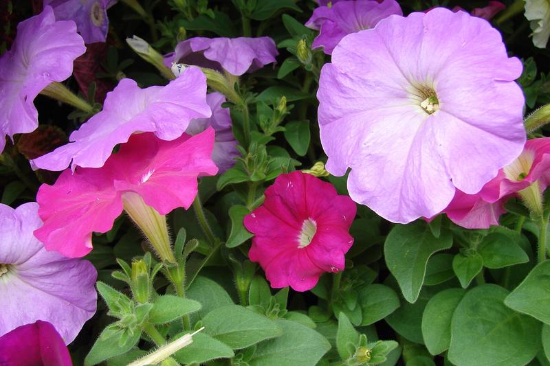 Petunia (Petunia x hybrida): Their profuse blooms in nearly every colour imaginable, from pure white to deep purple, make them ideal for containers