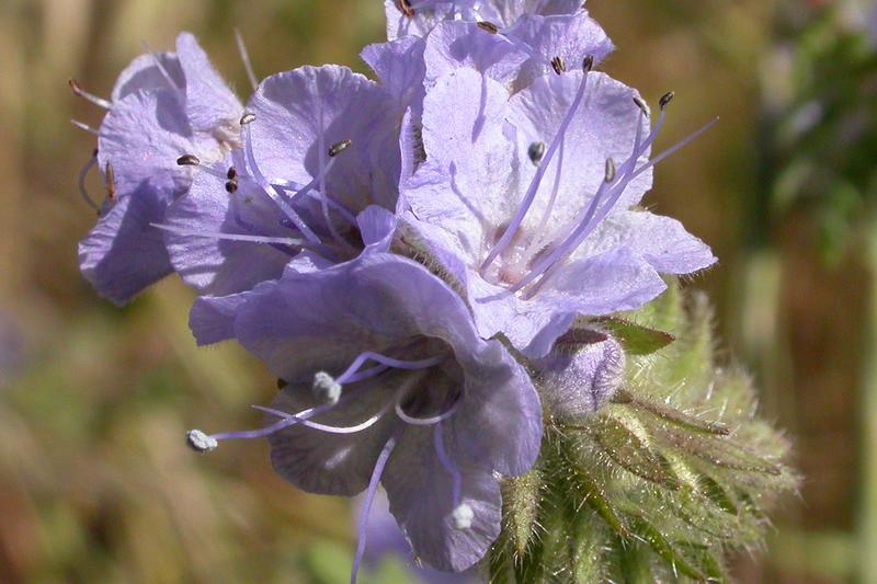 Phacelia (Phacelia tanacetifolia): Its delicate, fern-like foliage is topped with coiled clusters of lavender-blue flowers that unfurl to reveal