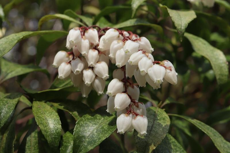 Pieris (Pieris japonica): The glossy, dark green foliage provides year-round structure, whilst the early spring flowers—typically white, pink, or