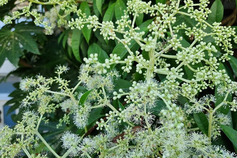 Pileostegia viburnoides is an evergreen self-clinging climber native to China and Taiwan, prized for its glossy, leathery foliage and creamy-white