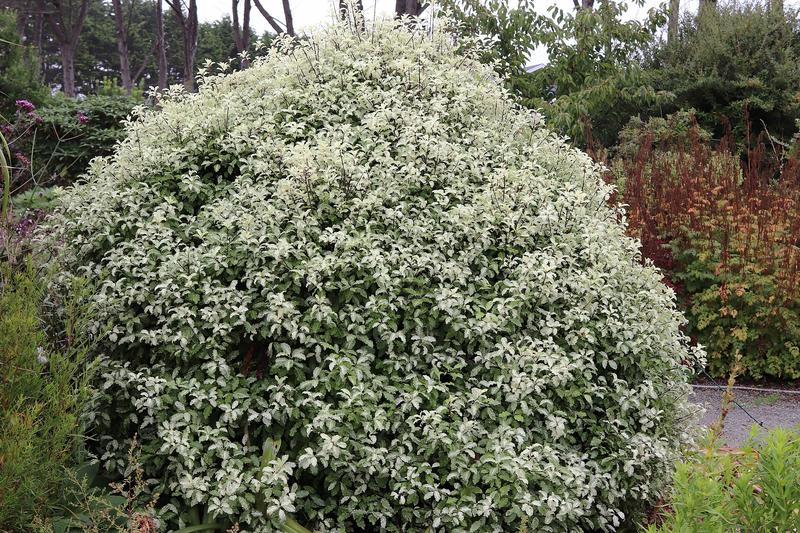 Pittosporum is an elegant evergreen shrub native to New Zealand, prized for its glossy, wavy-edged leaves and compact, columnar habit