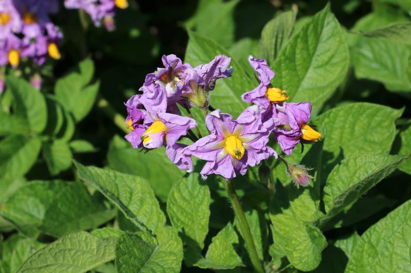 Potato (Solanum tuberosum): Originally from South America, this herbaceous perennial (grown as an annual) produces upright stems with compound