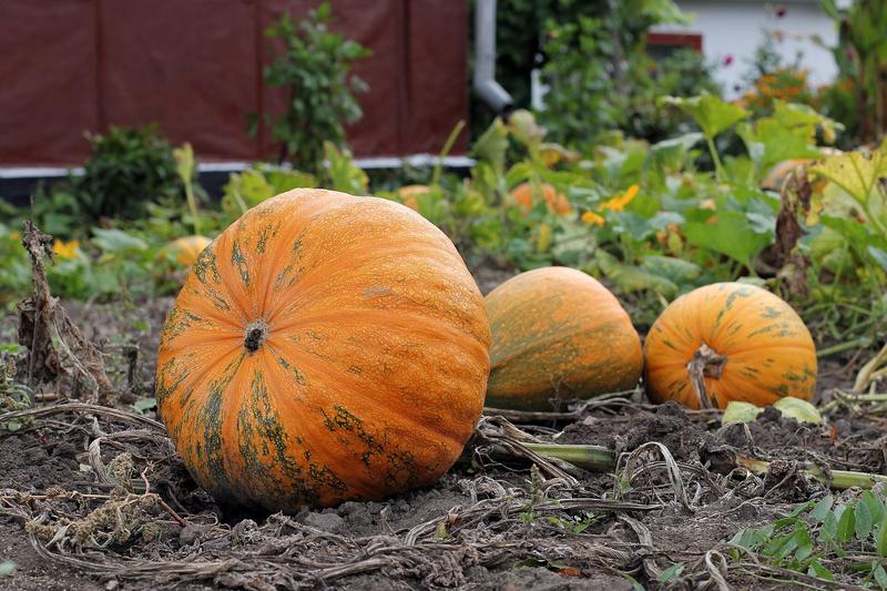 Pumpkin (Cucurbita pepo): The plants produce large, lobed leaves and bright yellow flowers on trailing vines that can spread several metres across