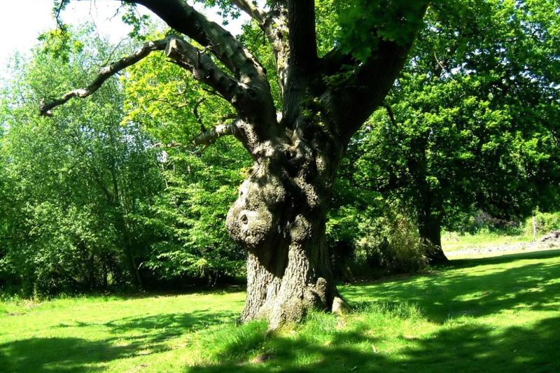 English Oak (Quercus robur): The English Oak is a majestic, long-lived deciduous tree native to Britain, renowned for its broad, spreading crown and