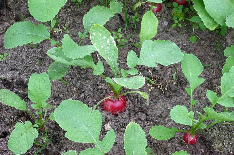 Radish is a fast-growing root vegetable producing crisp, peppery roots in shades of red, white, pink, or purple, with edible green foliage above