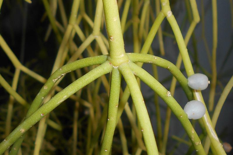 Rhipsalis baccifera is a distinctive epiphytic cactus with cascading, pencil-thin green stems that create an elegant trailing effect