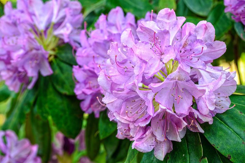 Rhododendrons are spectacular evergreen shrubs renowned for their magnificent clusters of funnel-shaped flowers in shades ranging from white and pink
